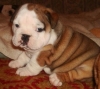 AKC REGISTERED ENGLISH BULLDOG PUPPIES FOR FREE RE HOMING