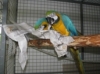 Babies Macaw