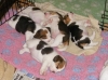 beagle pups