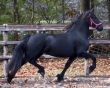 Beautiful-reg-Friesian-gelding-