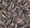 SUNFLOWER-OIL-SEEDS-FOR-SALE